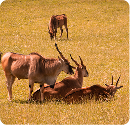 Top 6 Underrated National Parks in Africa Worth Visiting