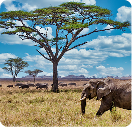 Top 6 Underrated National Parks in Africa Worth Visiting